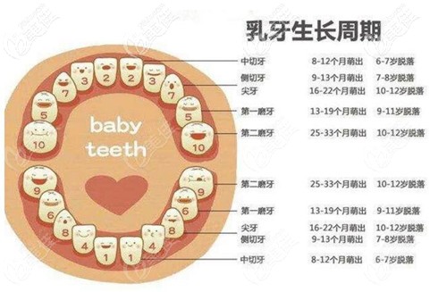 其实乳牙跟恒牙之间的交替是有规律的哦,大家可以根据下面这张儿童