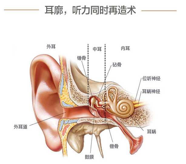 耳道狭窄图片