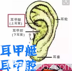 耳朵软骨的结构