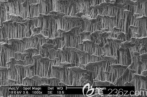 膨体材料在显微镜下的观察结果