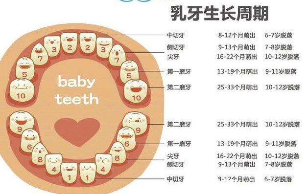 儿童乳牙脱落时间表图片