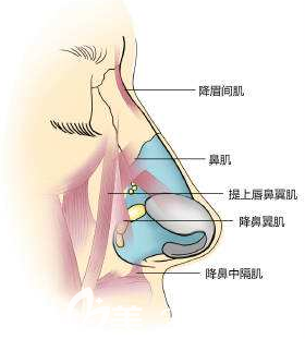 为什么隆鼻后虽然鼻梁高了侧面看还是扁平?韩国bio医院为您解答