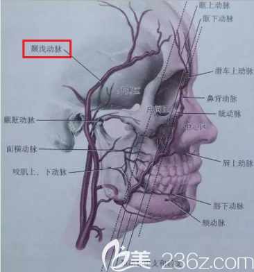 唇部动脉血管分布图片