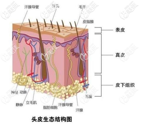 植发3000个毛囊图图片