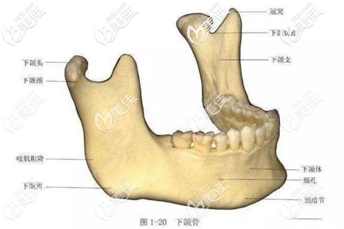 下颌骨图片大全图片