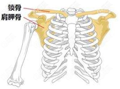 肩胛骨吸脂部位