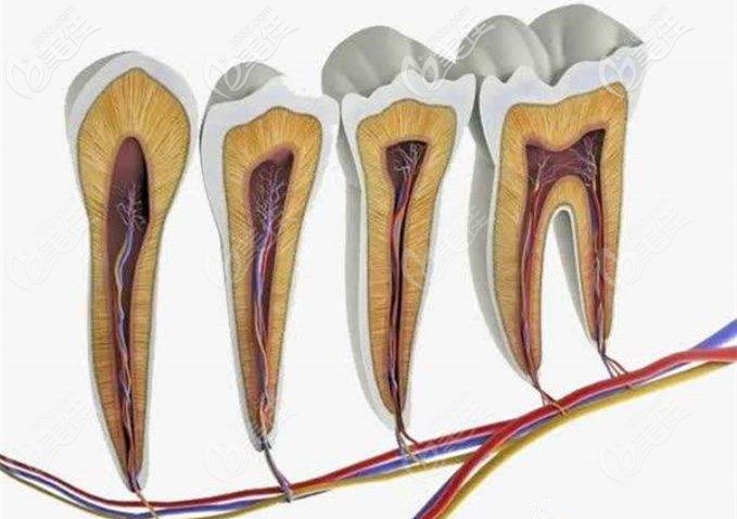 全口牙神经分布图图片