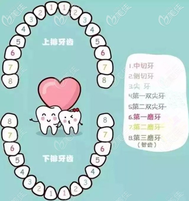 儿童牙齿位置参考图