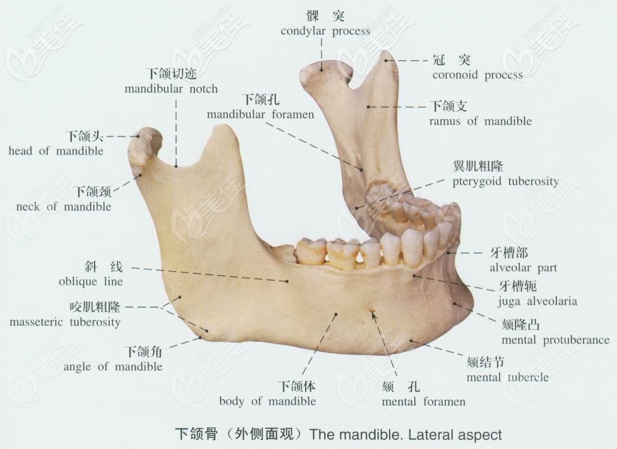 下颌骨结构解剖图图片
